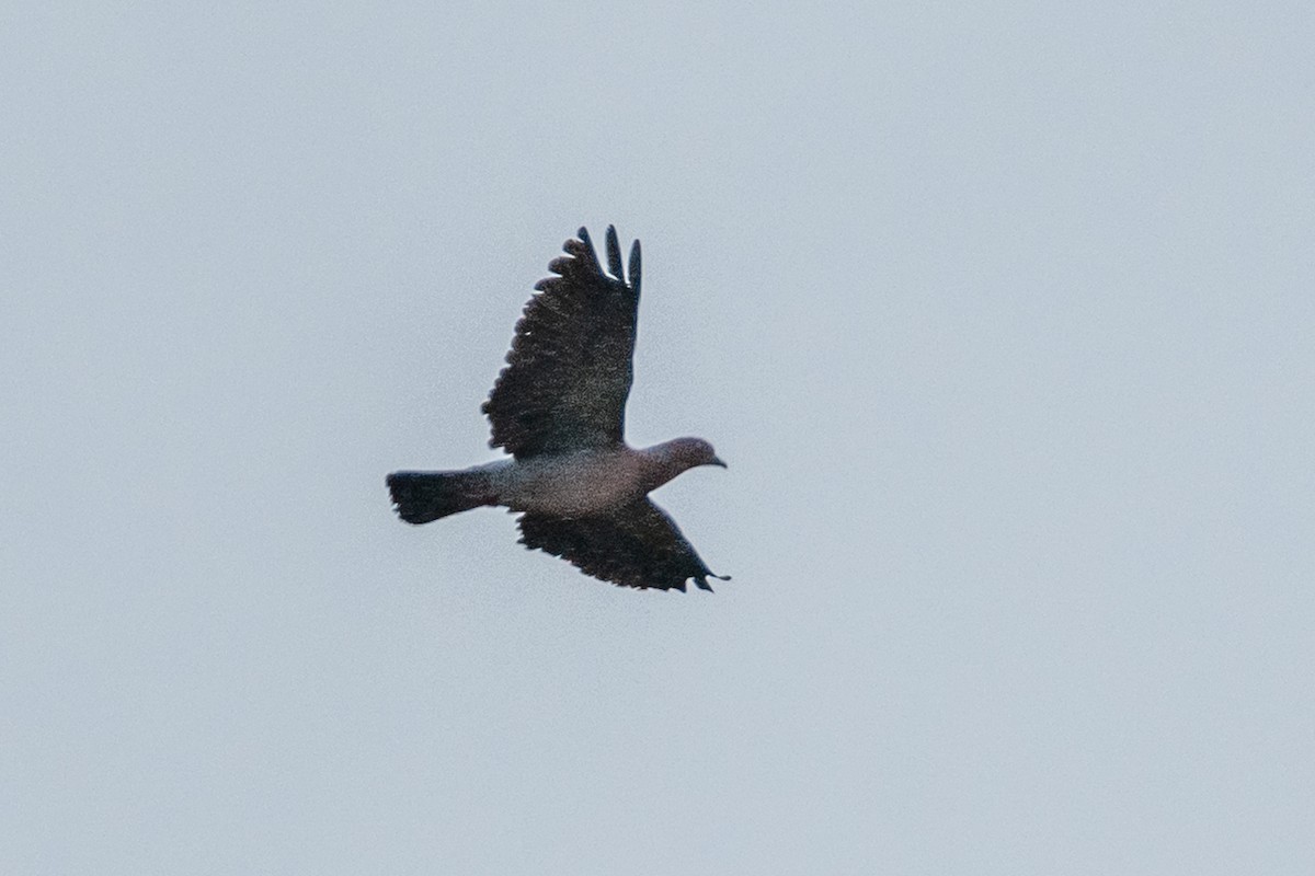 Picazuro Pigeon - Leonam Torre