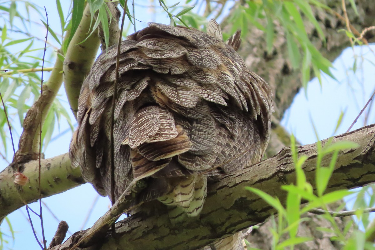 Great Horned Owl - Bruce Fall