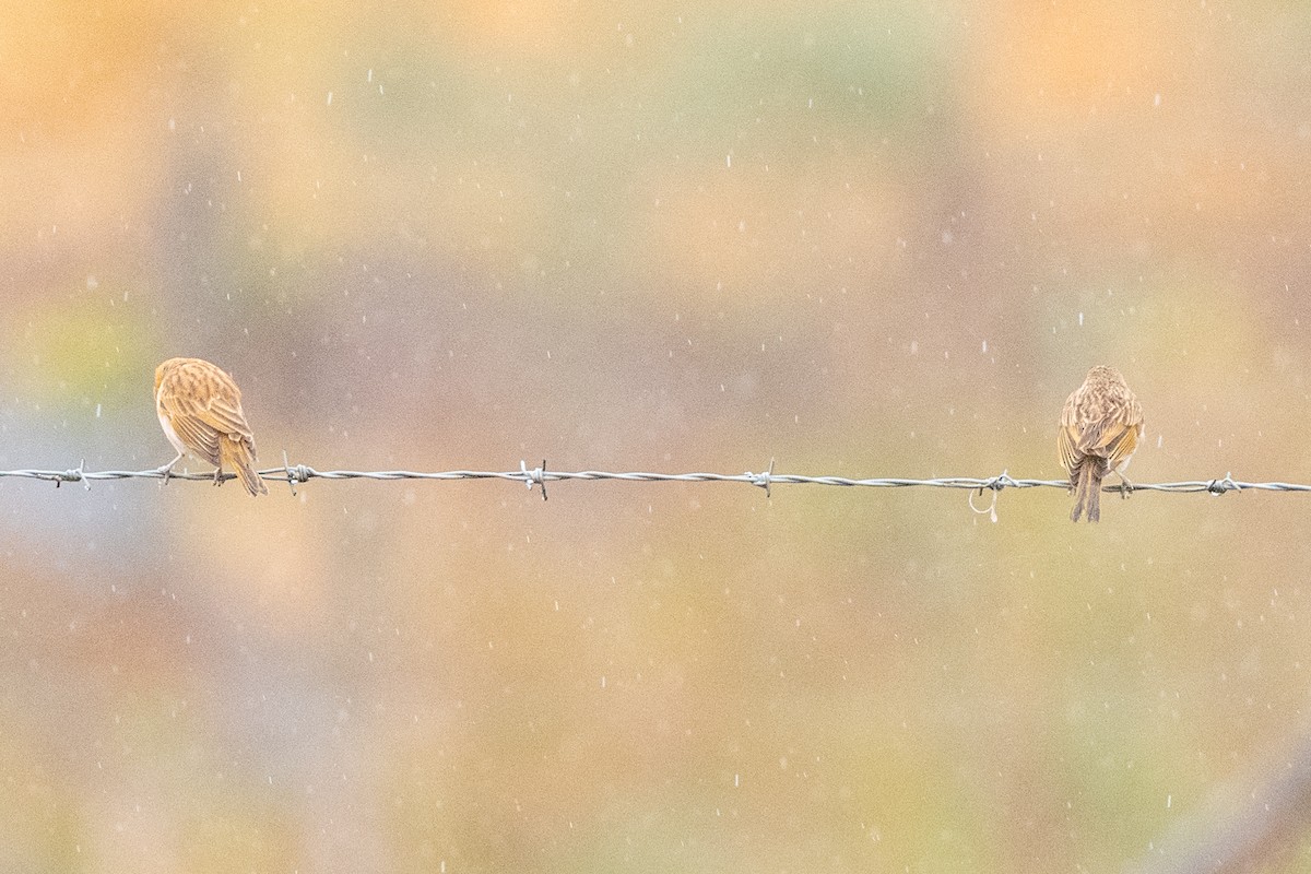 Saffron Finch - Leonam Torre