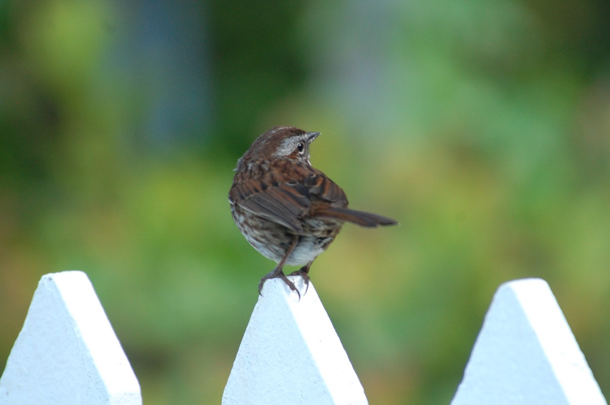 Song Sparrow (rufina Group) - Stephen T Bird