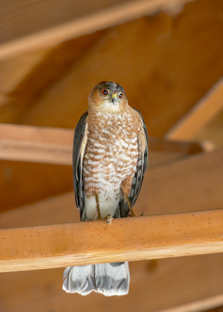 Sharp-shinned Hawk - Ray Rozema