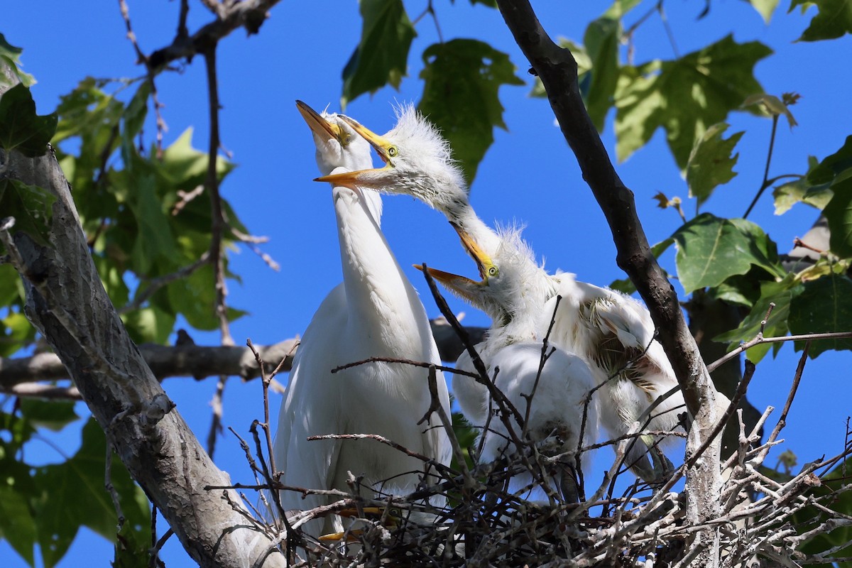 Great Egret - vijay t