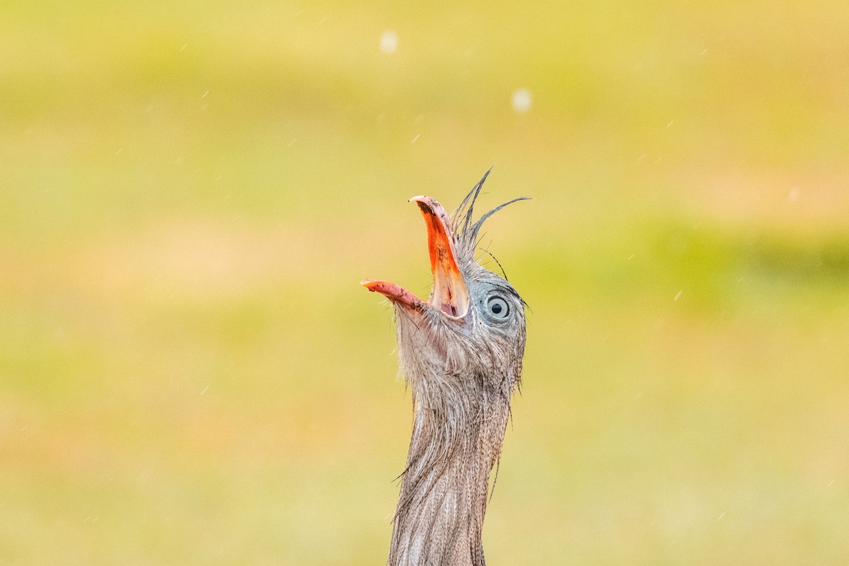 Red-legged Seriema - Leonam Torre