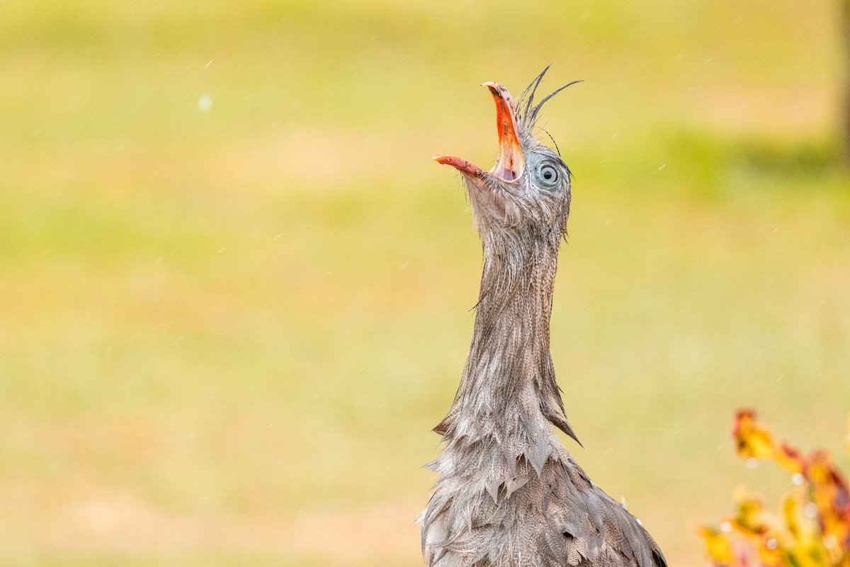 Red-legged Seriema - Leonam Torre