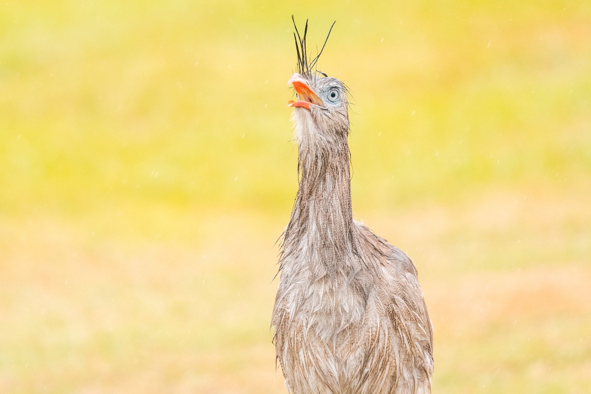 Red-legged Seriema - Leonam Torre