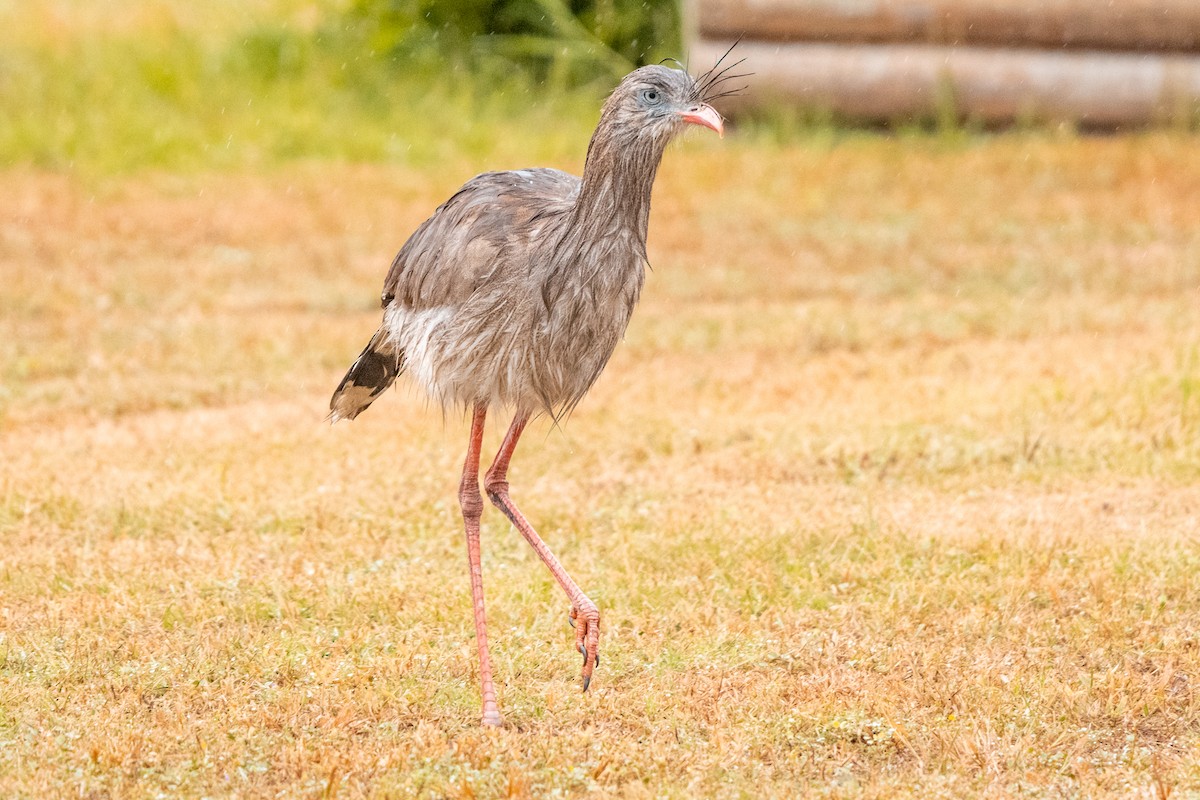 Red-legged Seriema - Leonam Torre