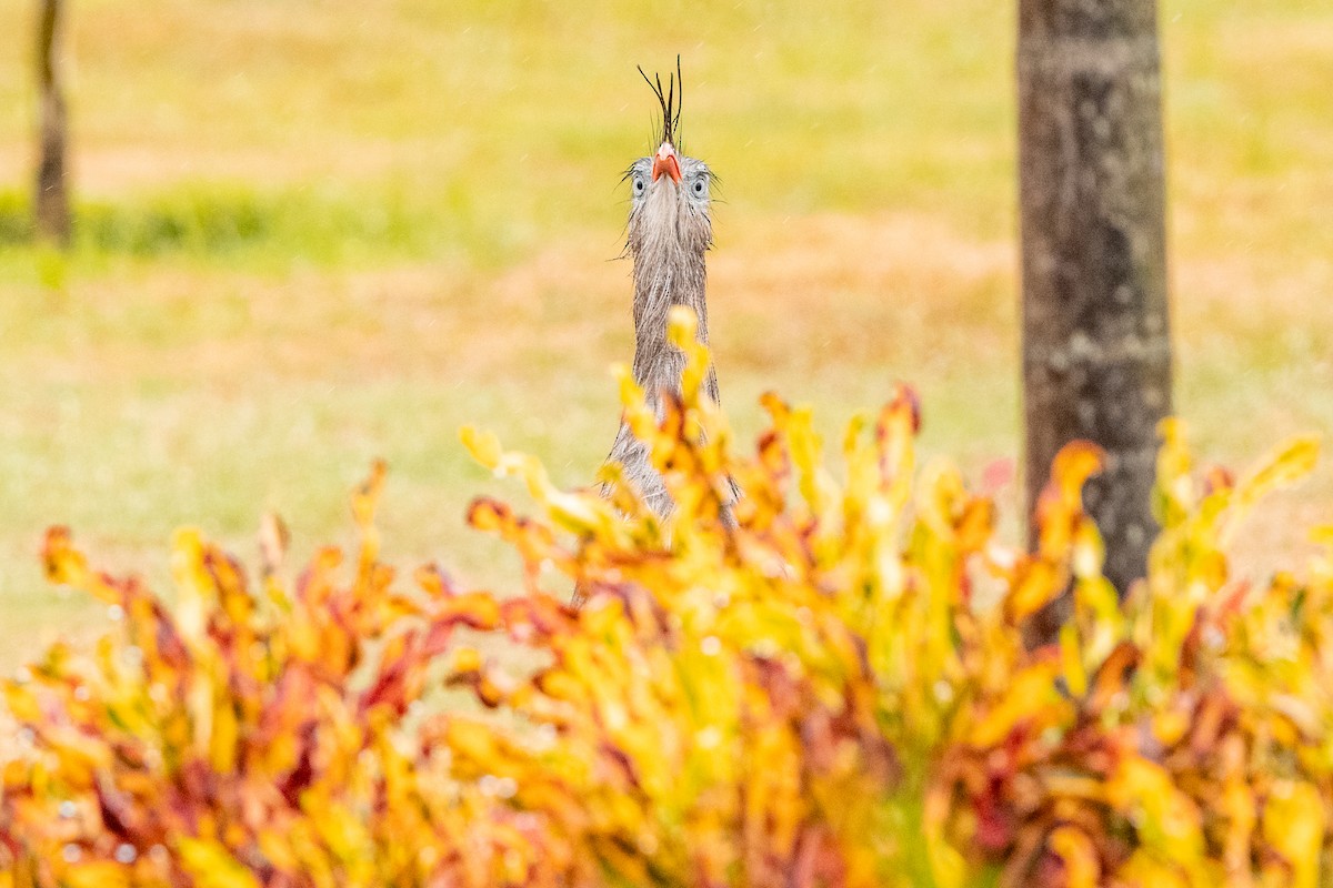 Red-legged Seriema - Leonam Torre