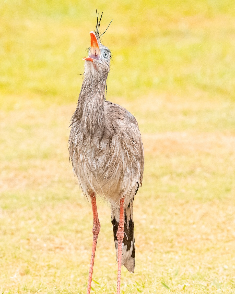 Red-legged Seriema - Leonam Torre