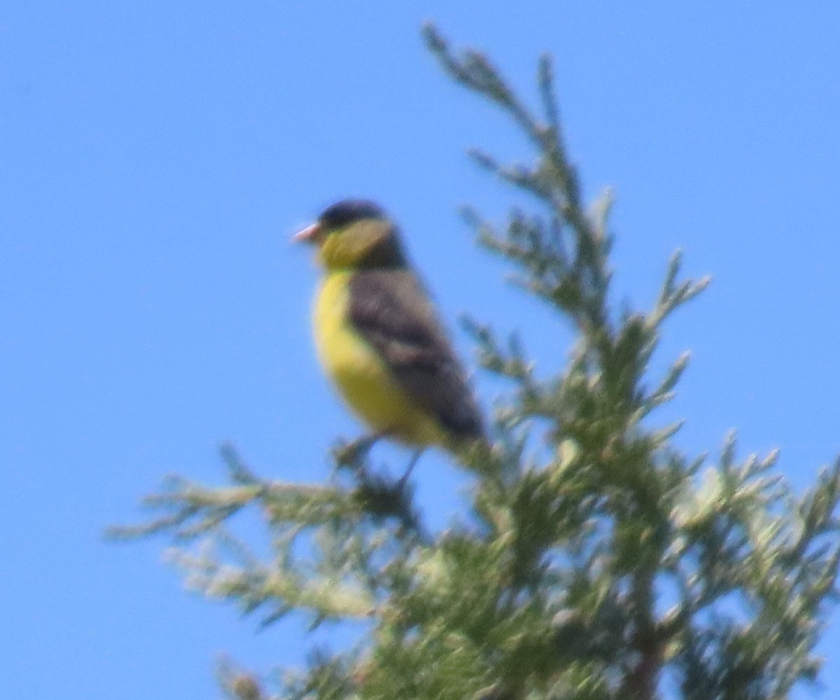 Lesser Goldfinch - Heidi George