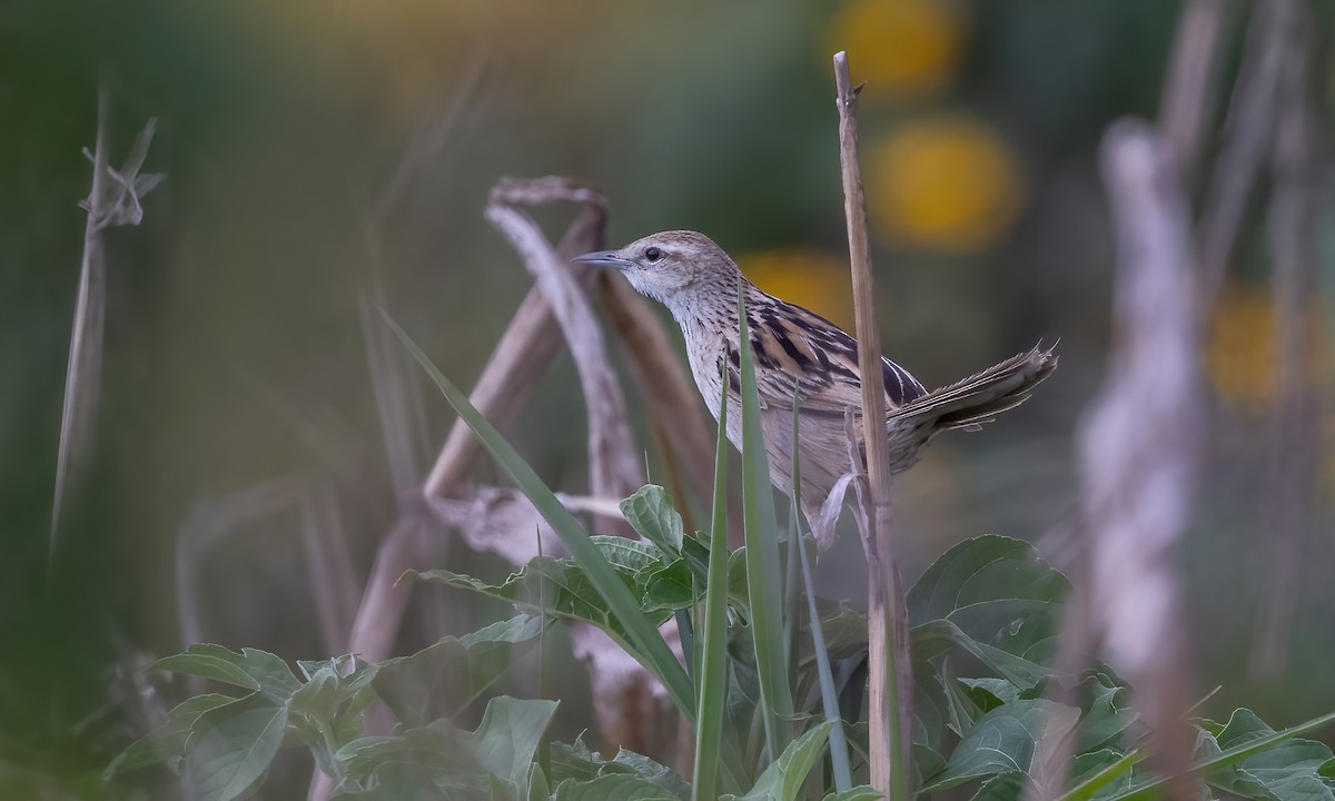 Striated Grassbird - Paul Fenwick