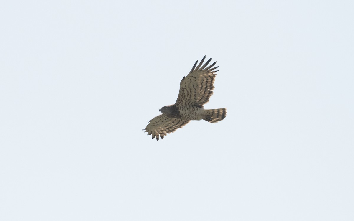 Short-toed Snake-Eagle - Emmanuel Naudot