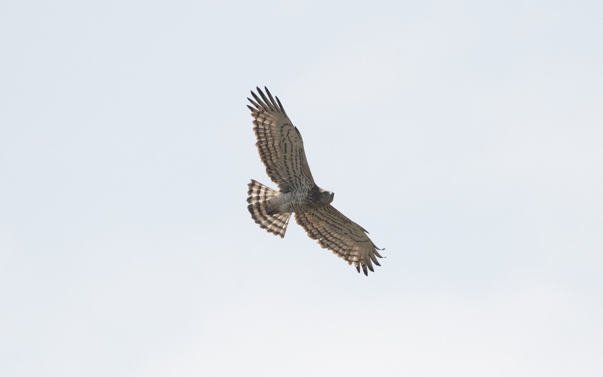 Short-toed Snake-Eagle - Emmanuel Naudot