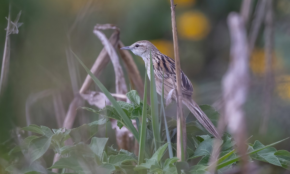 Striated Grassbird - Paul Fenwick