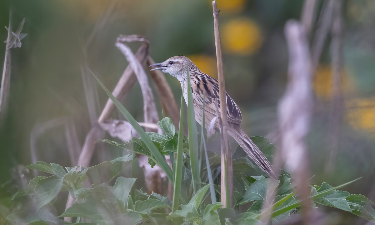 Striated Grassbird - Paul Fenwick