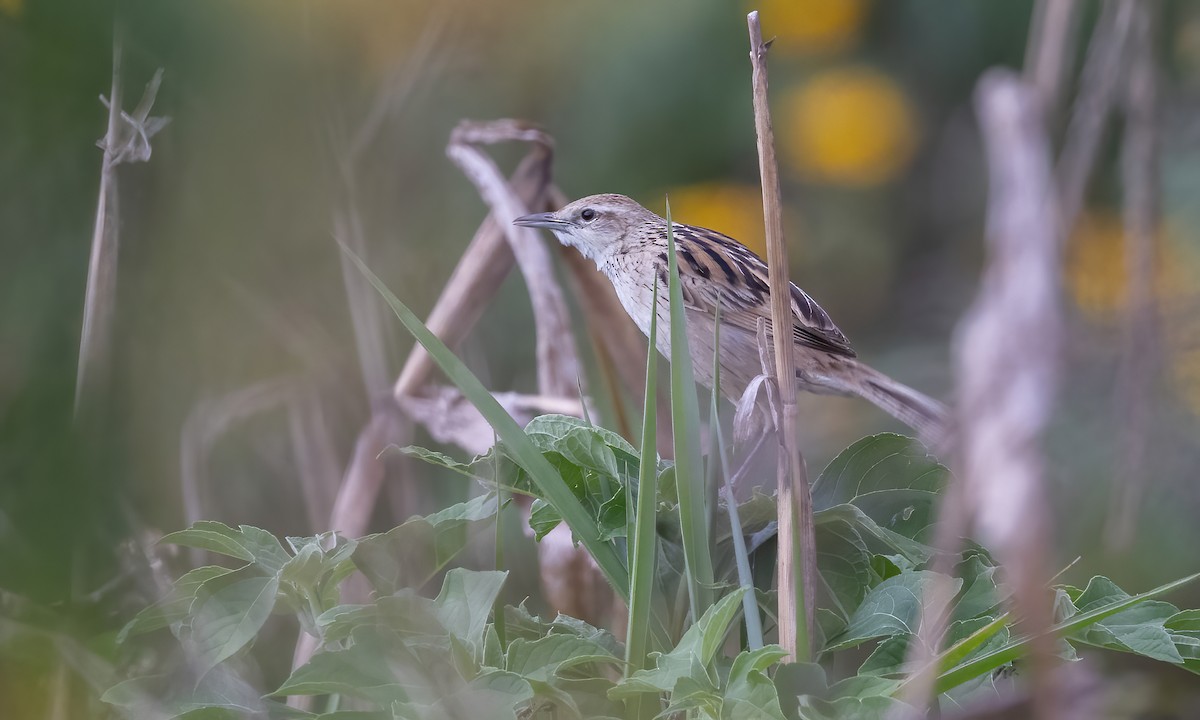 Striated Grassbird - Paul Fenwick