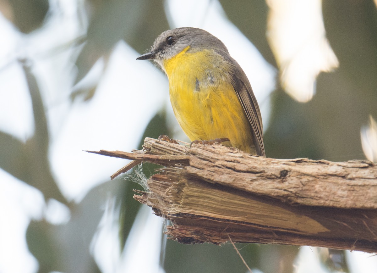 Eastern Yellow Robin - John Daniels