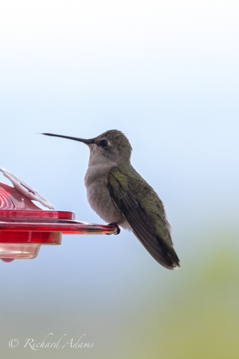 Black-chinned Hummingbird - Richard Adams