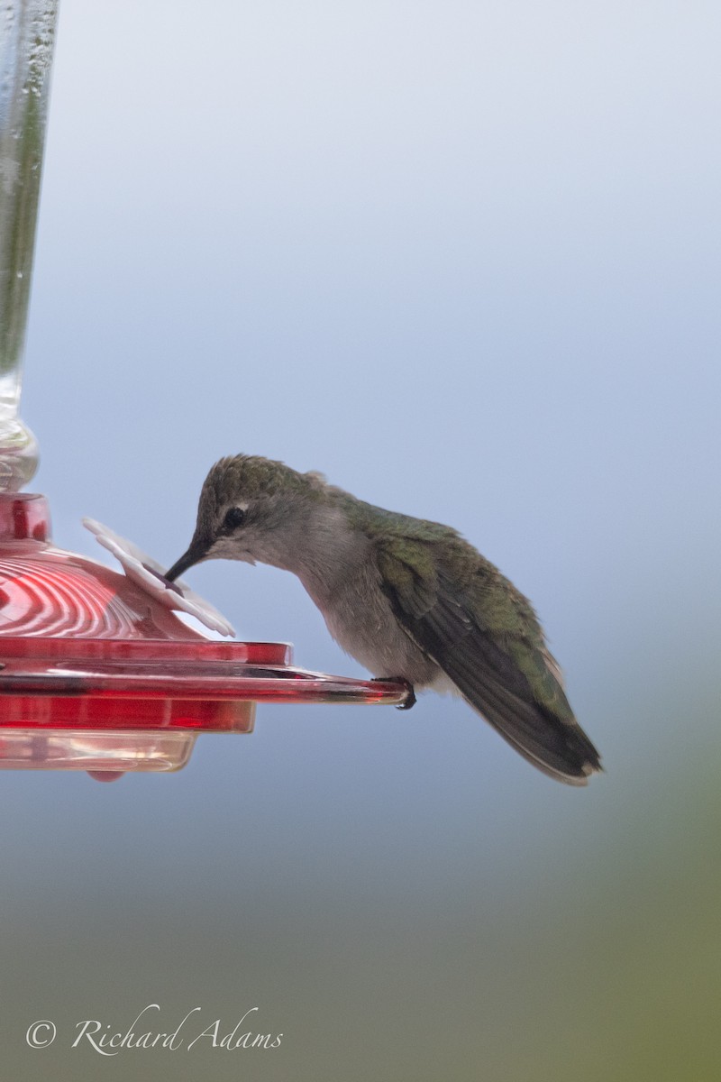 Black-chinned Hummingbird - Richard Adams