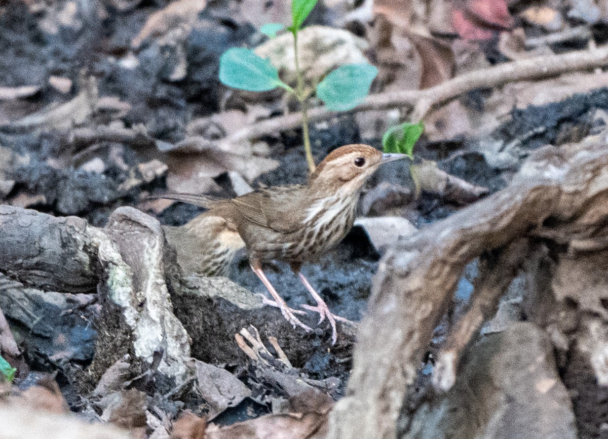 Puff-throated Babbler - Jagdish Jatiya