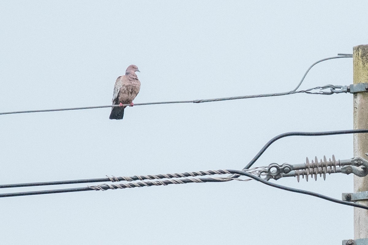 Picazuro Pigeon - Leonam Torre