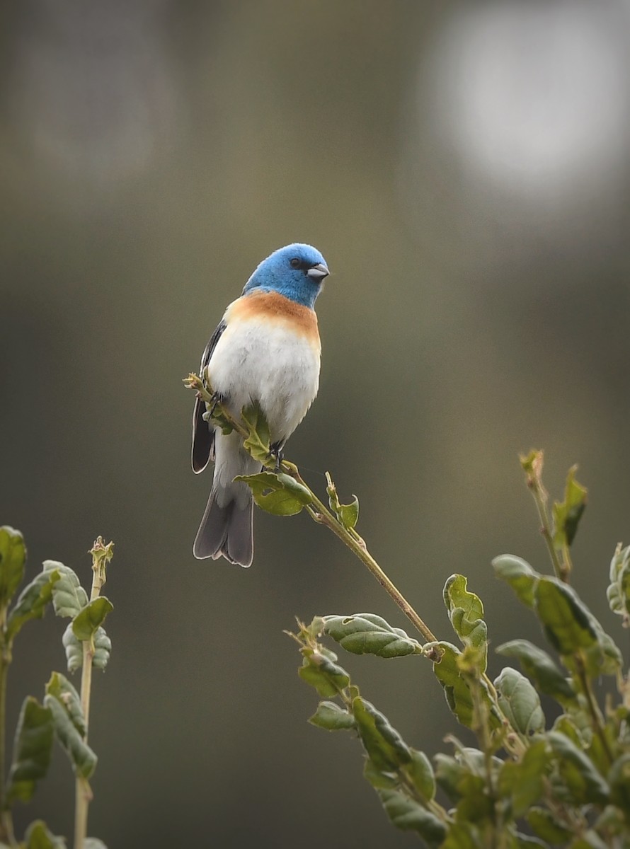 Lazuli Bunting - Caleb P.