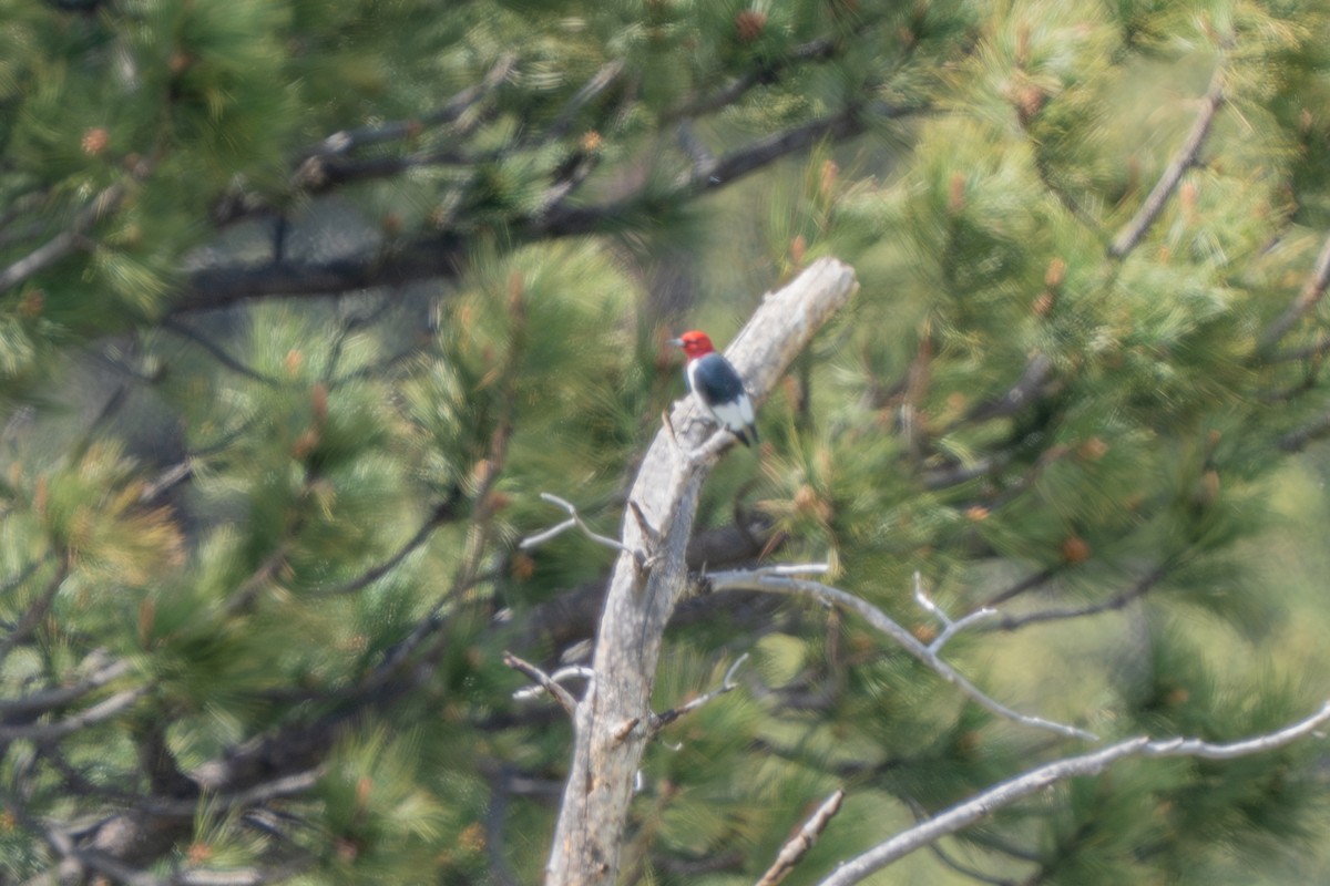 Red-headed Woodpecker - Robert Raker