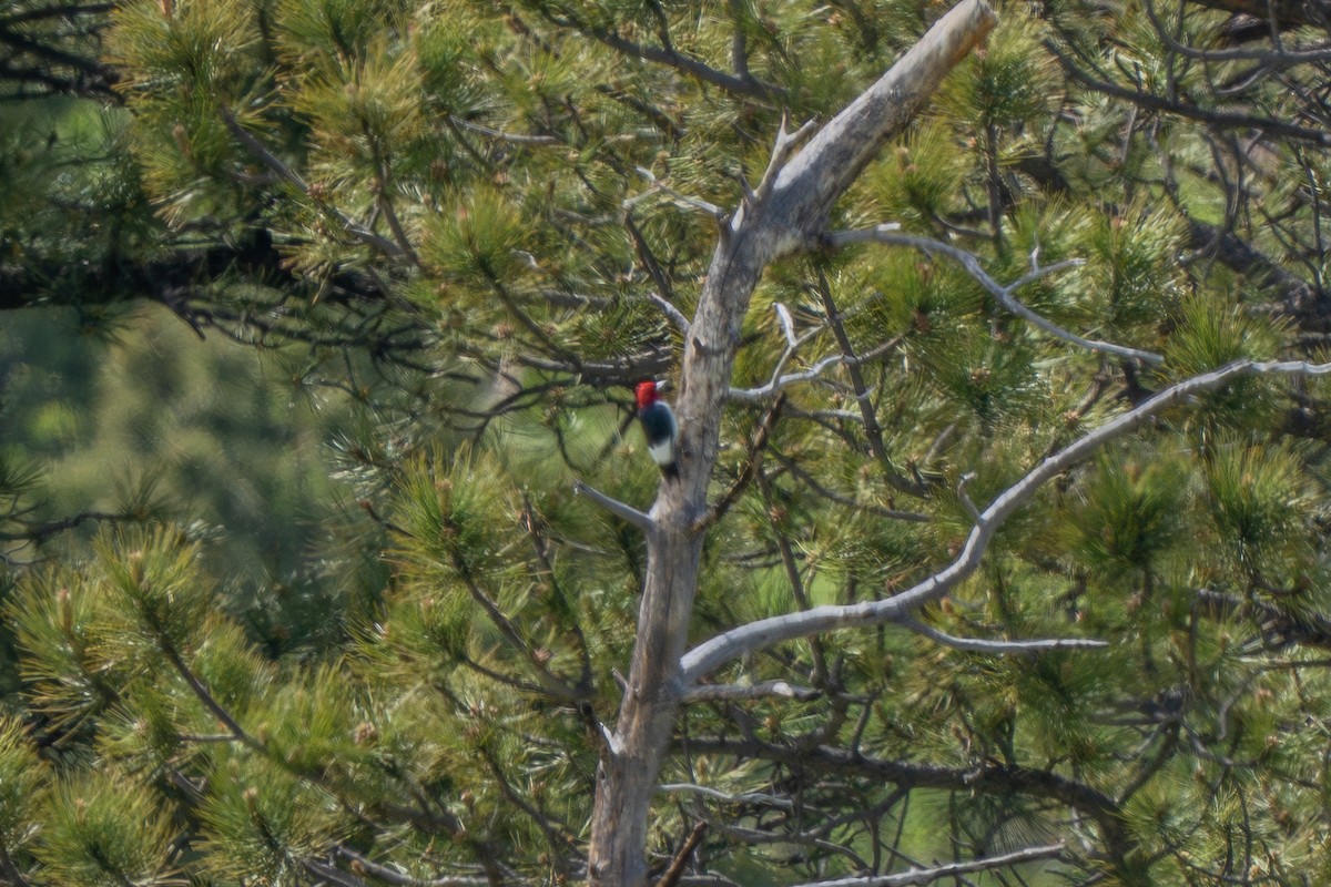 Red-headed Woodpecker - Robert Raker