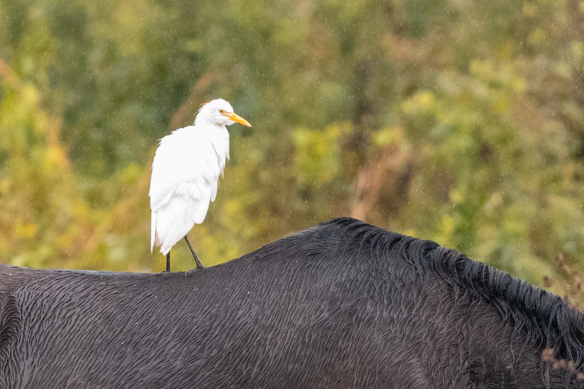 Western Cattle Egret - Leonam Torre