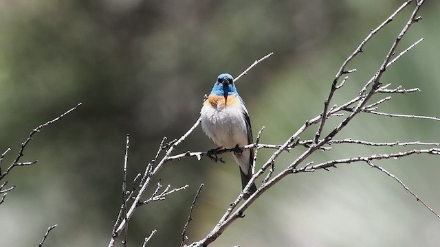 Lazuli Bunting - ML619658854