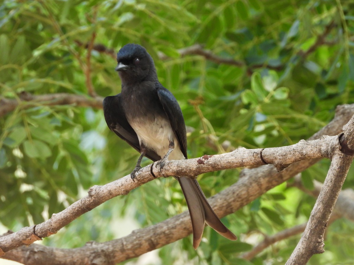 White-bellied Drongo - SRINIVASAN  VASAN