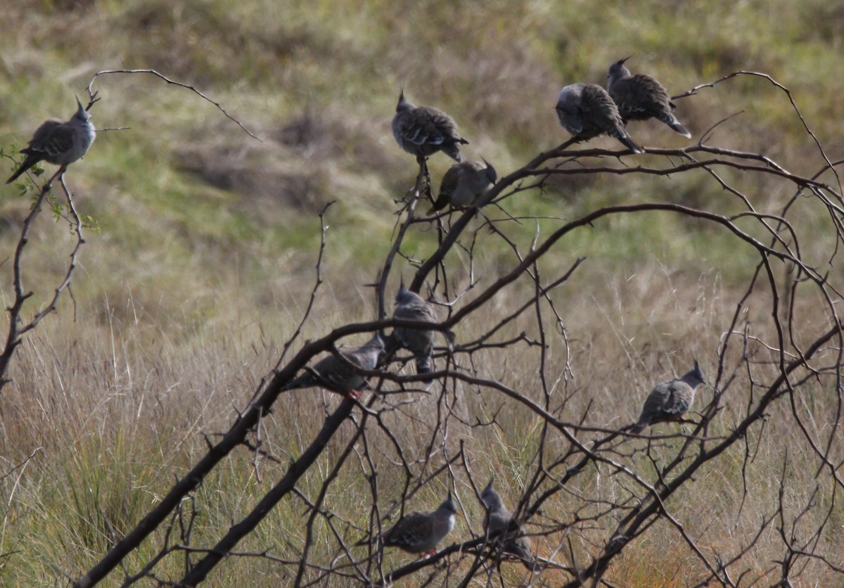 Crested Pigeon - ML619658857