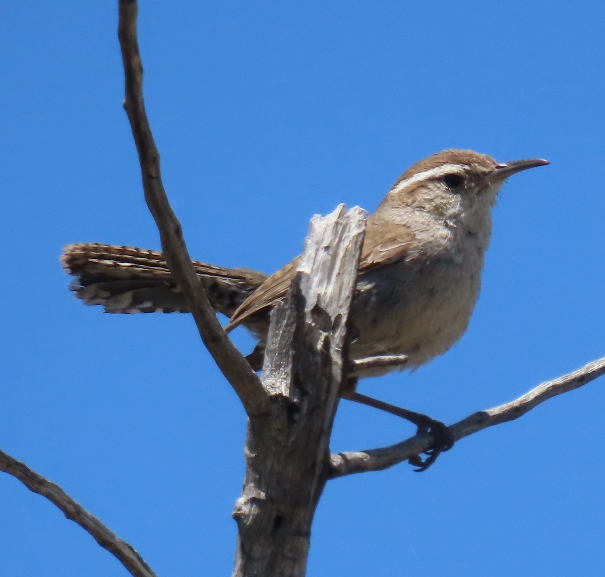 Bewick's Wren - ML619658859