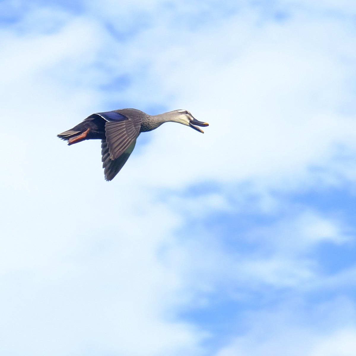 Eastern Spot-billed Duck - Kuan Chia Hsiu