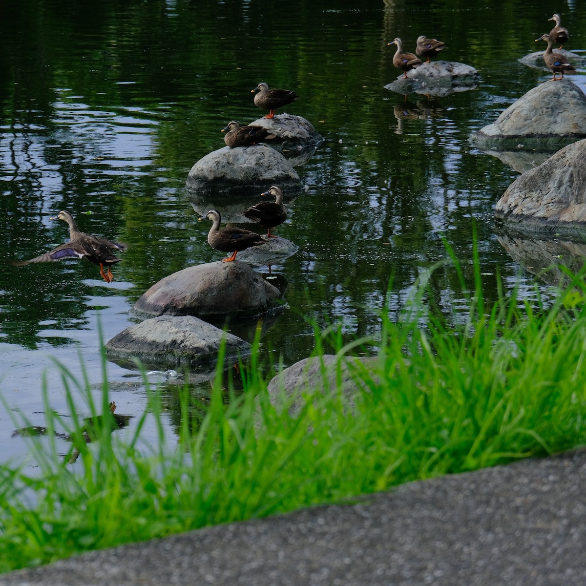 Eastern Spot-billed Duck - Kuan Chia Hsiu