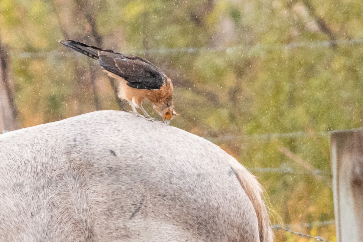 Yellow-headed Caracara - Leonam Torre