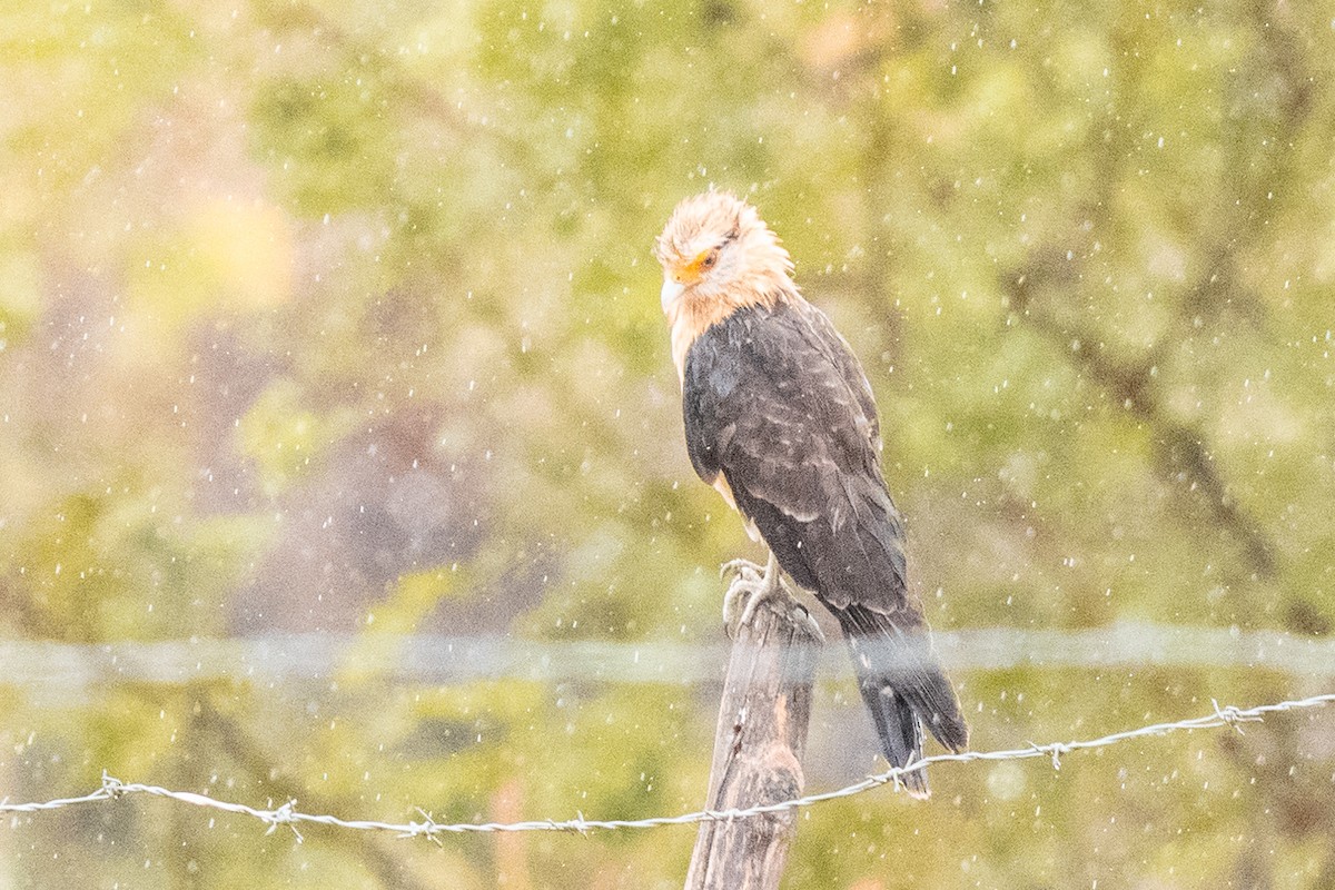 Yellow-headed Caracara - Leonam Torre