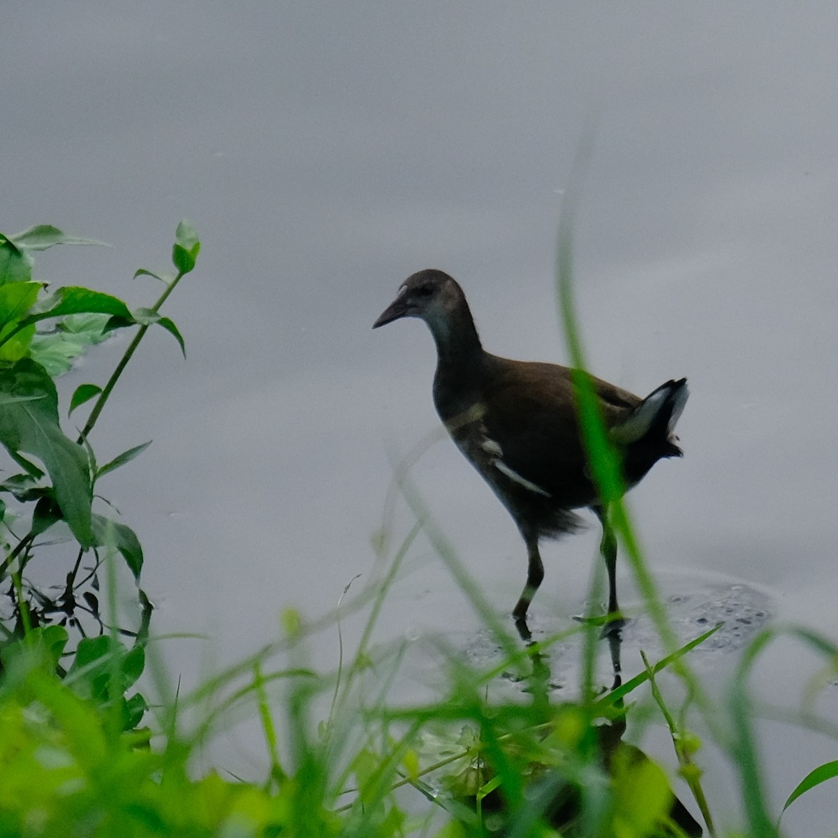 Eurasian Moorhen - Kuan Chia Hsiu