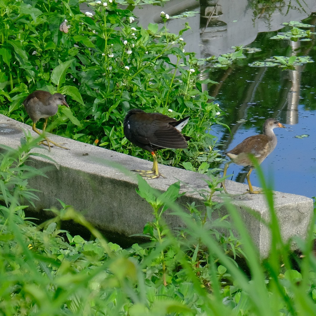 Eurasian Moorhen - Kuan Chia Hsiu