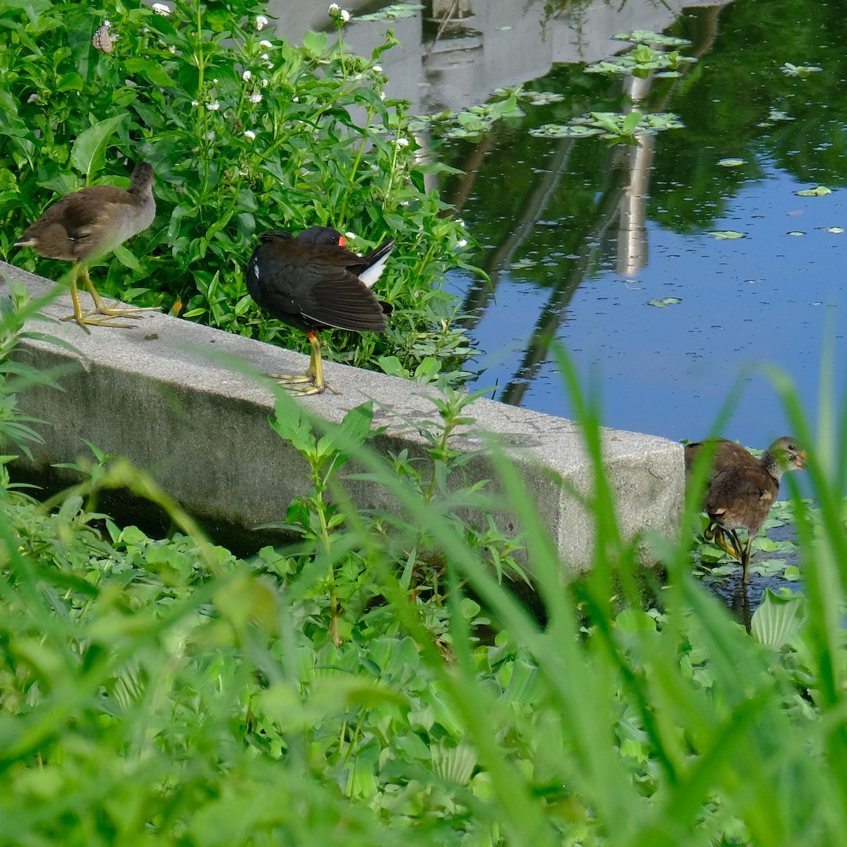 Eurasian Moorhen - Kuan Chia Hsiu