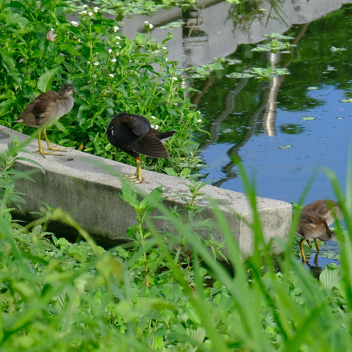 Eurasian Moorhen - Kuan Chia Hsiu