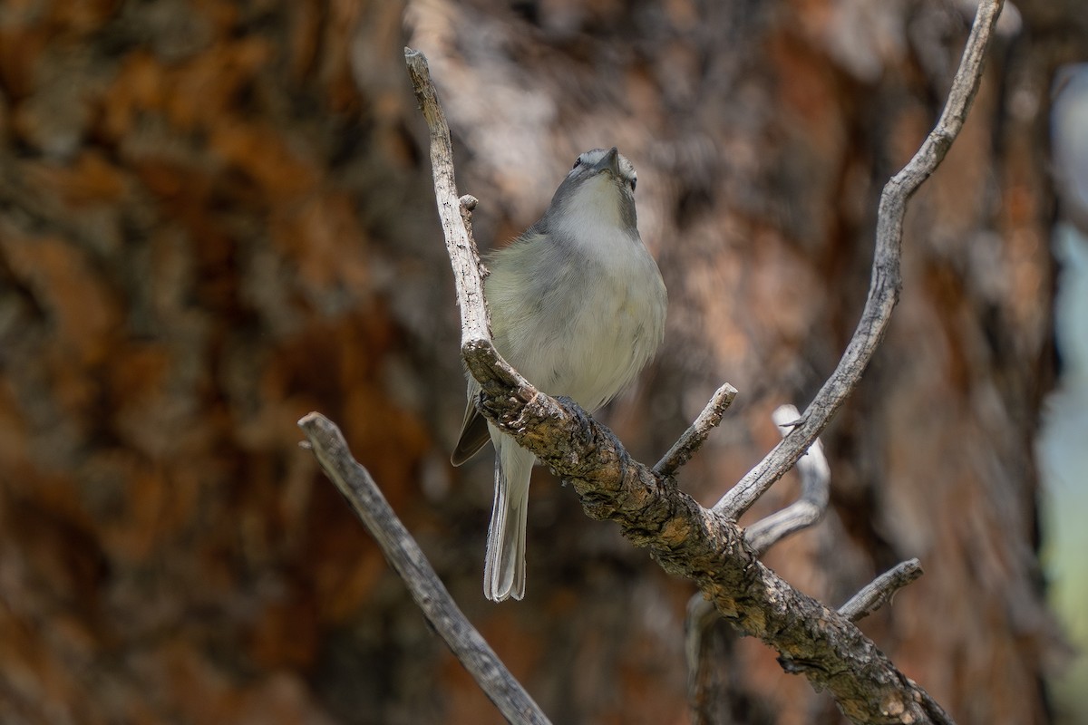 Plumbeous Vireo - Robert Raker