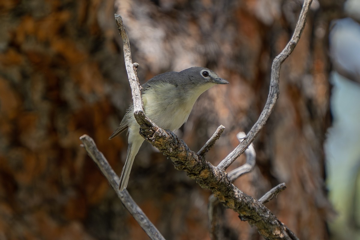 Plumbeous Vireo - Robert Raker