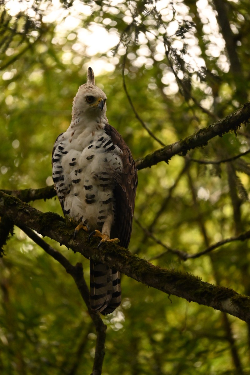 Ornate Hawk-Eagle - Alejandro Patiño Zapata