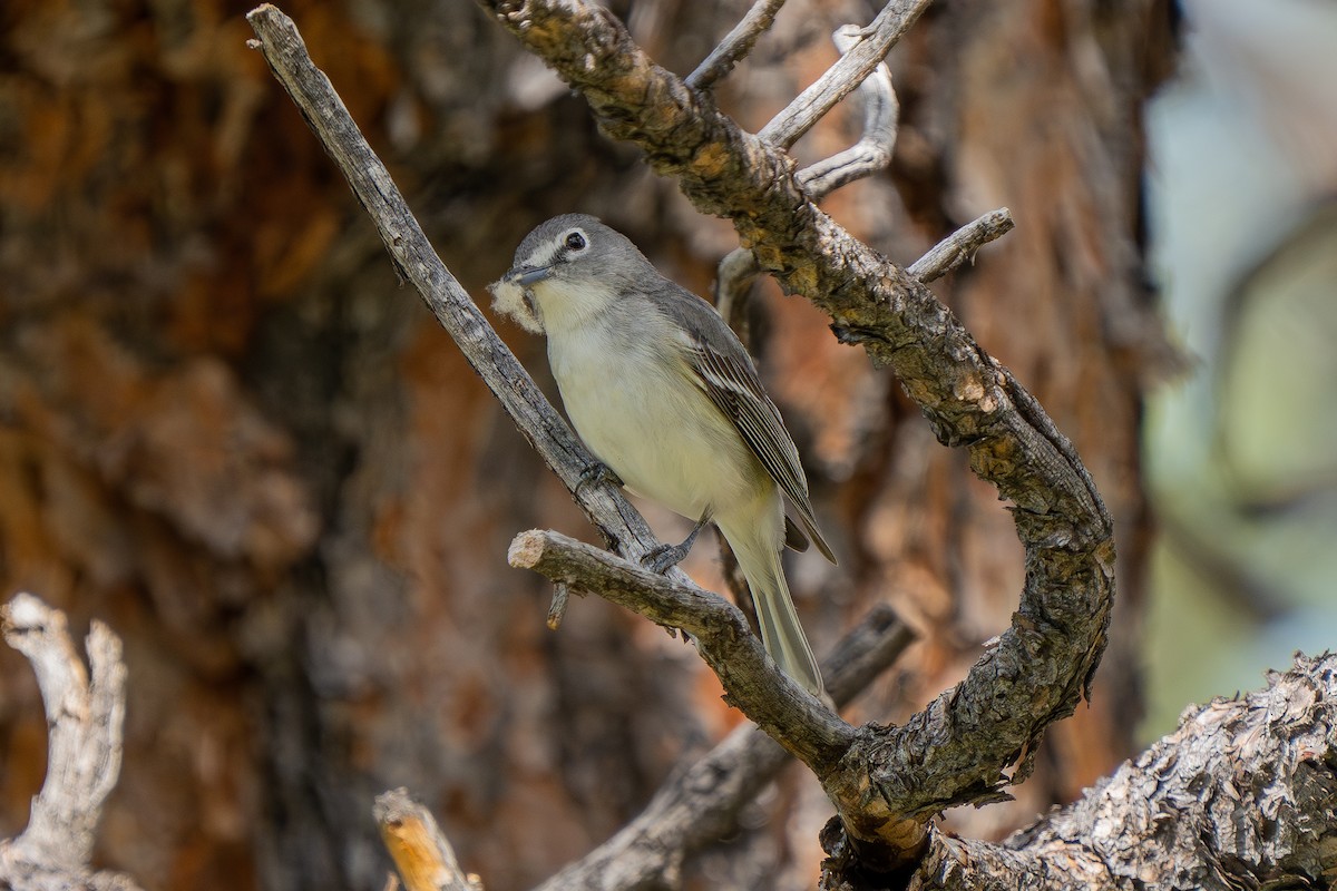 Plumbeous Vireo - Robert Raker