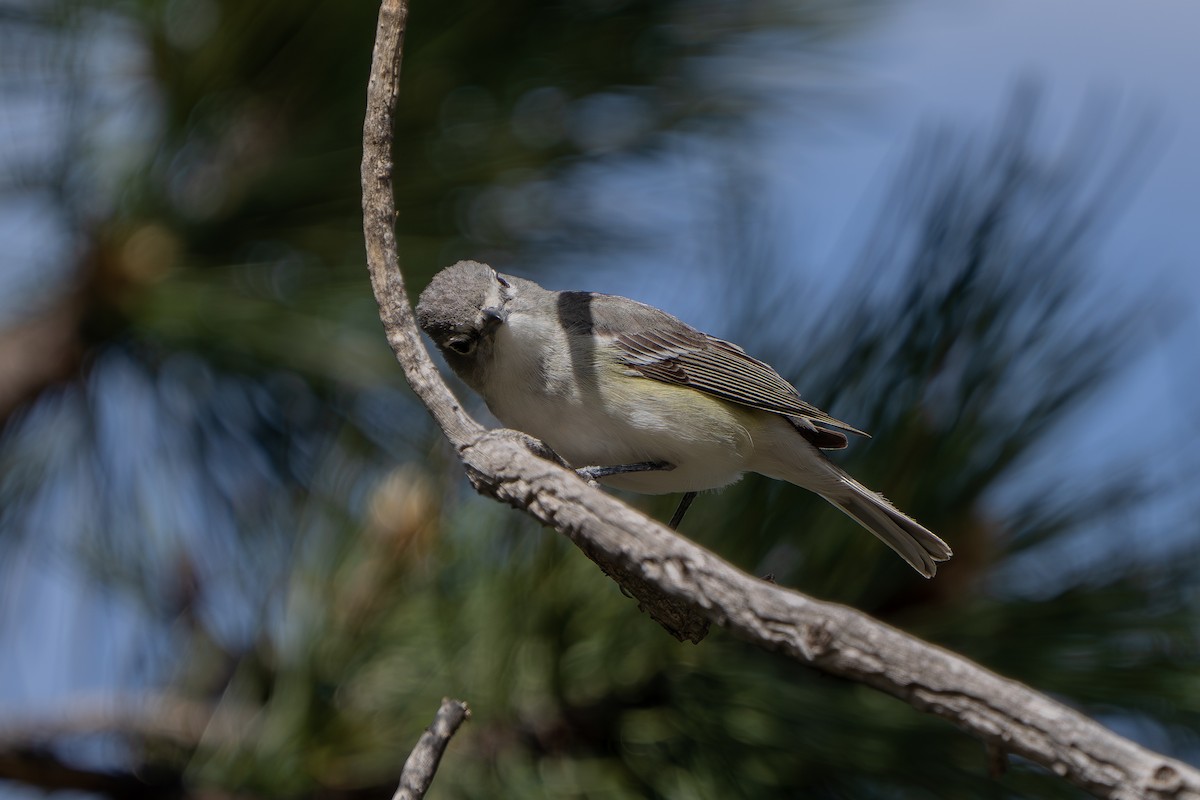 Plumbeous Vireo - Robert Raker