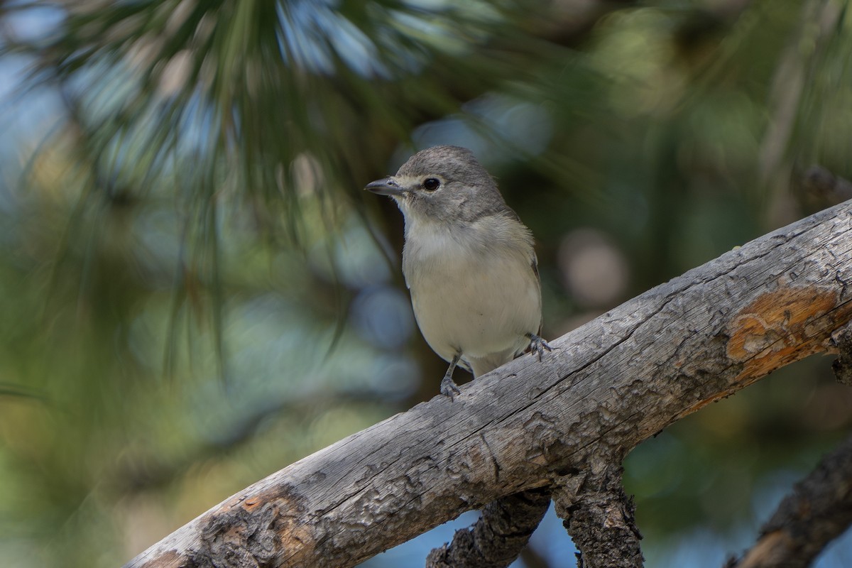 Plumbeous Vireo - Robert Raker