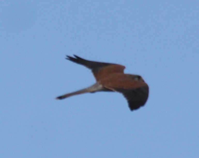 Nankeen Kestrel - Richard Shirky