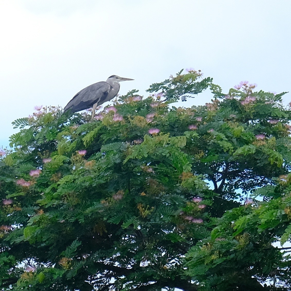 Gray Heron - Kuan Chia Hsiu