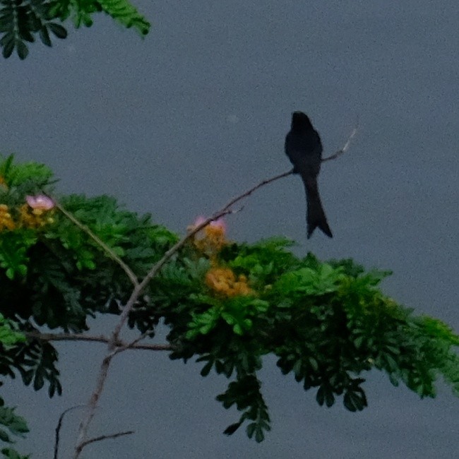 Black Drongo - Kuan Chia Hsiu