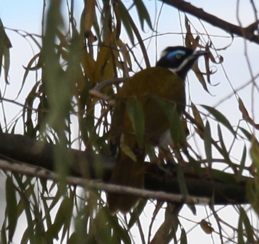 Blue-faced Honeyeater - Richard Shirky